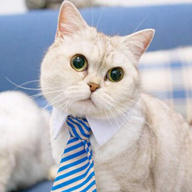 Elegante Hundekrawatte & Katzenfliege