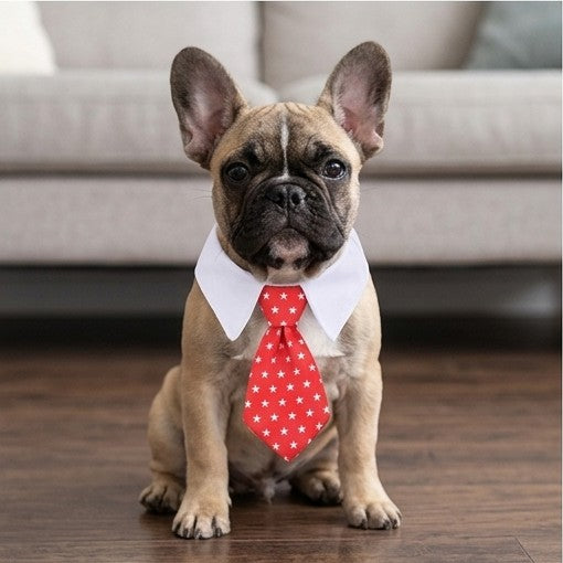 Elegante Hundekrawatte & Katzenfliege